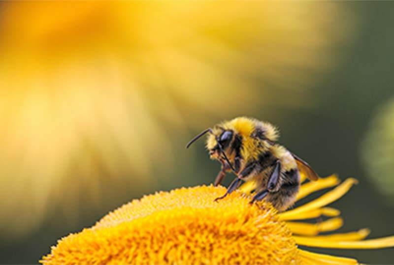 bee on a flower with sun in the background